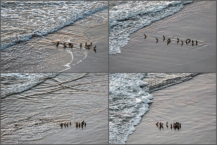 Fairy Penguins at The Twelve Apostles, Great Ocean Drive, Victoria, Australia